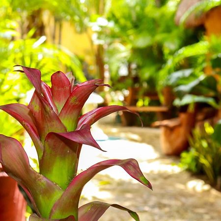 Hotel Bosque Caribe, 5Th Av. Zone Playa del Carmen Exteriér fotografie
